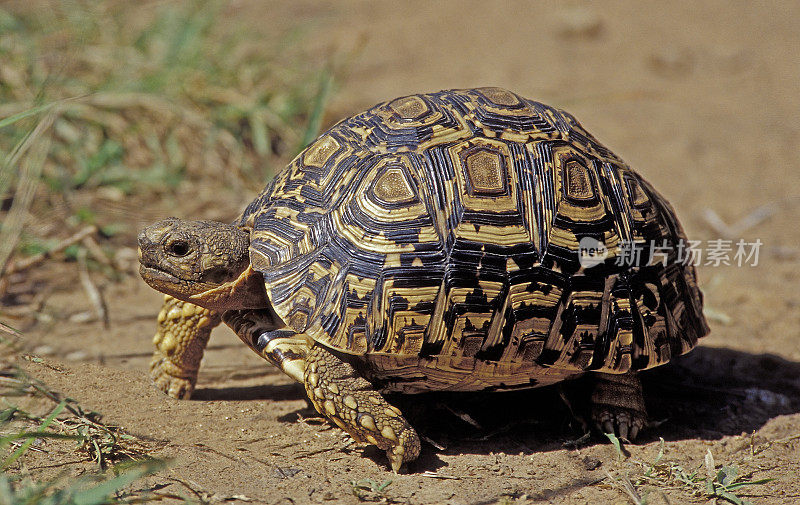 豹龟(stemochelys pardalis)是产于非洲东部和南部稀树大草原上的一种体型巨大、有迷人标记的龟。肯尼亚桑布鲁国家保护区